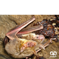 گونه خفاش گوش موشی کوچک Lesser Mouse-eared Myotis 